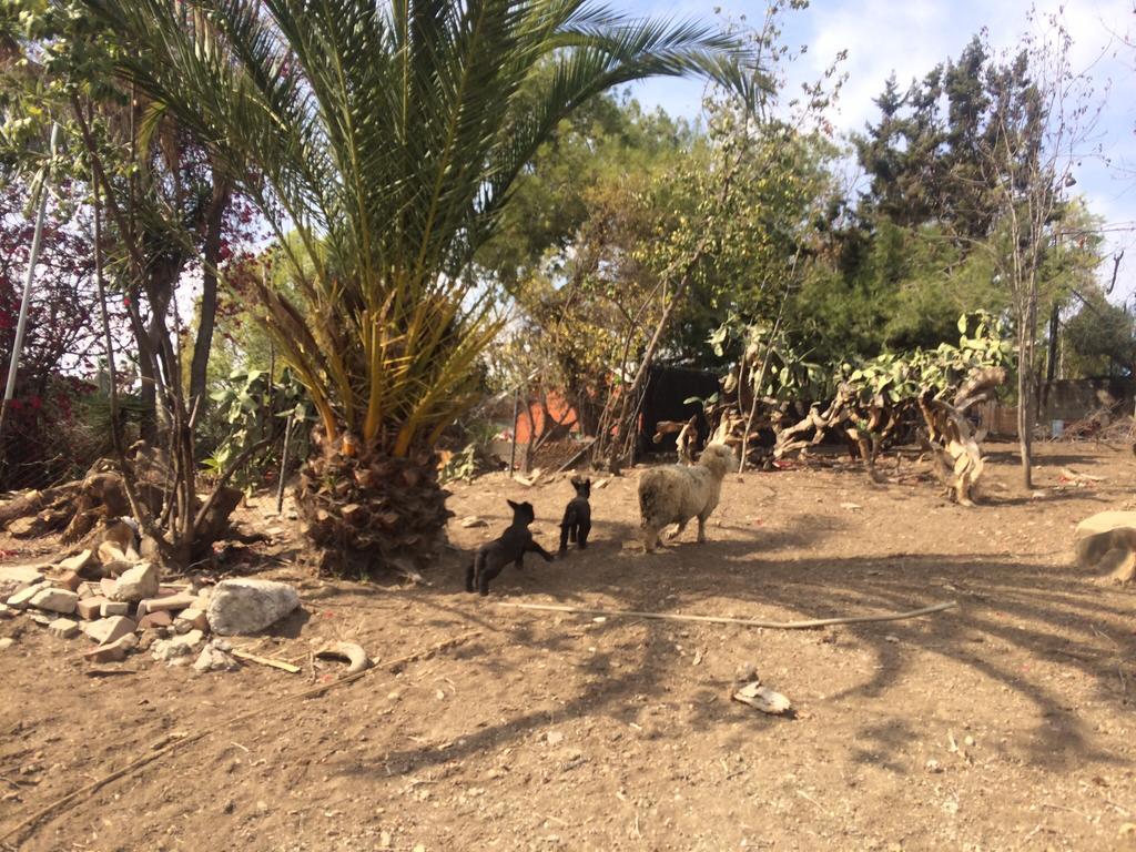 Kibbutz La Séjour à la ferme *