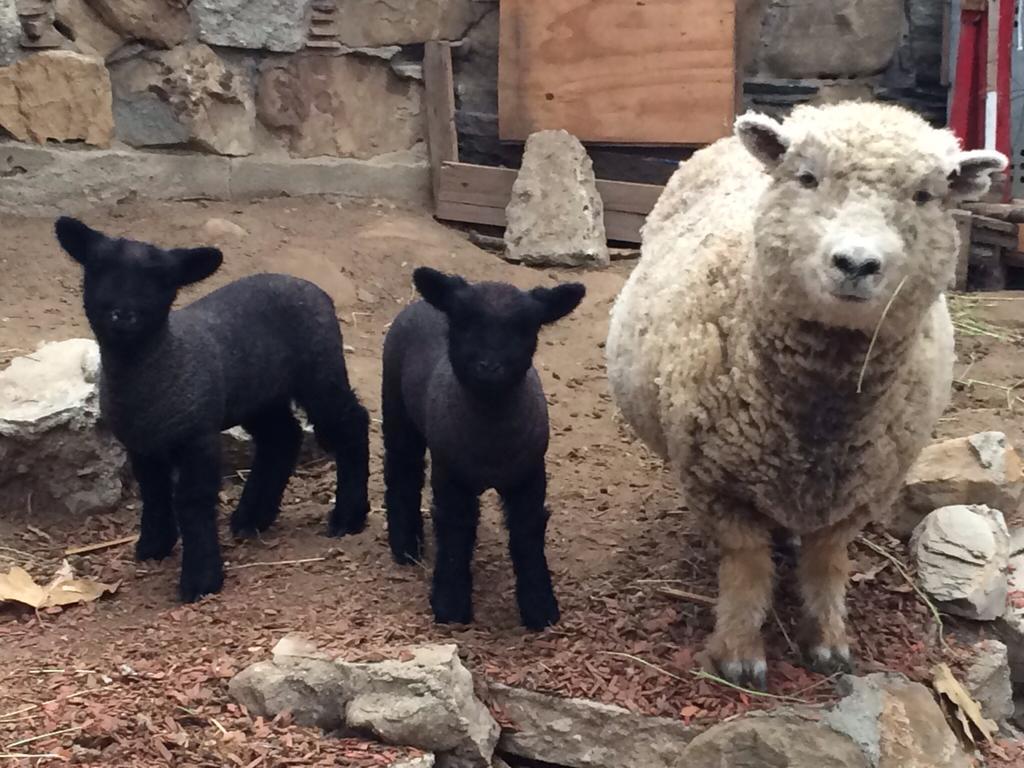 Séjour à la ferme Kibbutz La Los Angeles